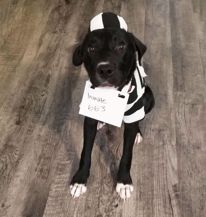 We Cannot Keep Any More Dogs, So I Told My Wife Not To Get Attached While We Foster. I've Been Calling Him "Inmate #003". Today, She Bought Him This Outfit