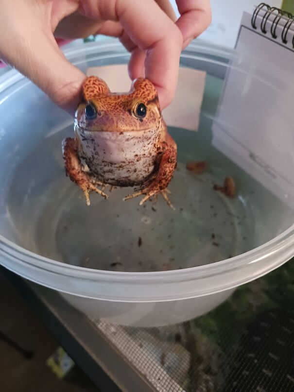 Angry Boy (Romeo) The Tomato Frog