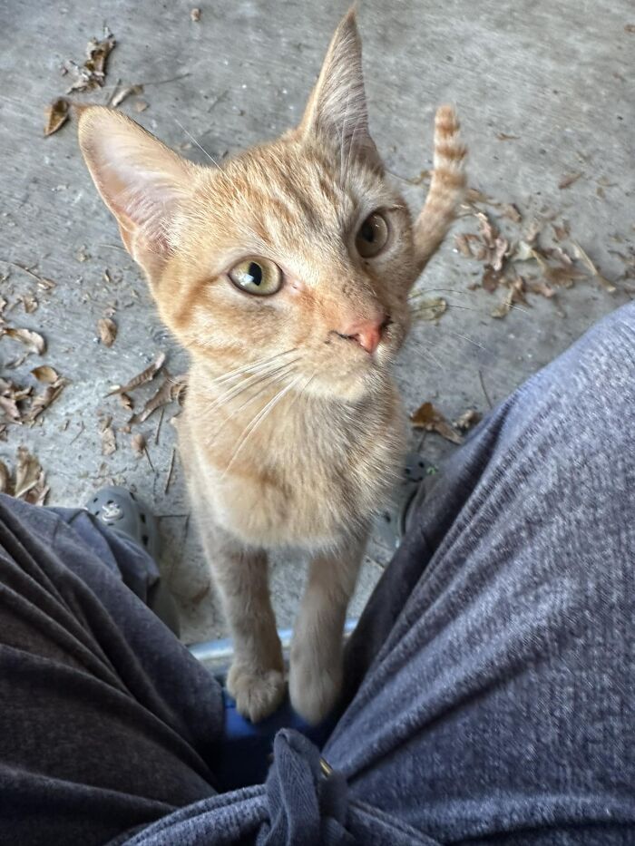 My Carport, Not My Cat