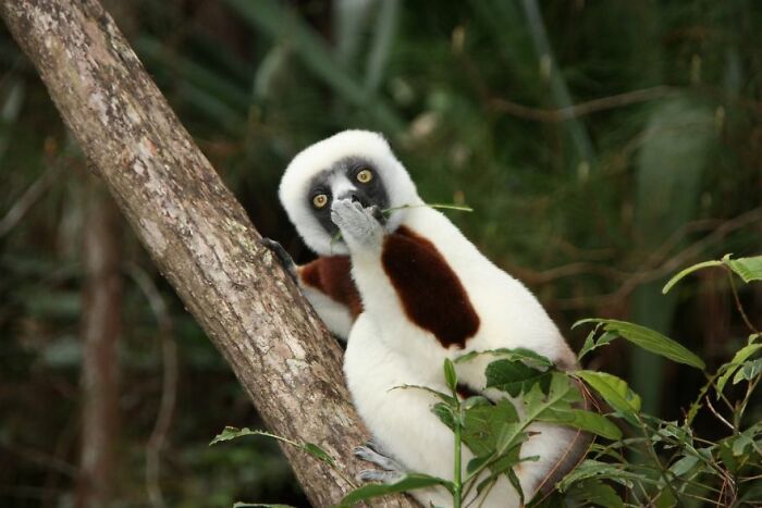 Astonished Lemur (2018)