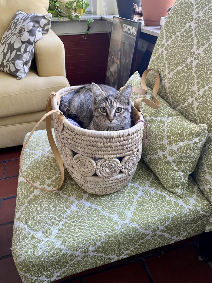 This Little Fluff Wandered In And Decided My Wife’s Crochet Basket Was A Comfortable Bed