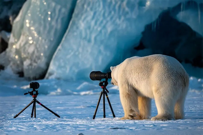 Oso fotógrafo (2018)