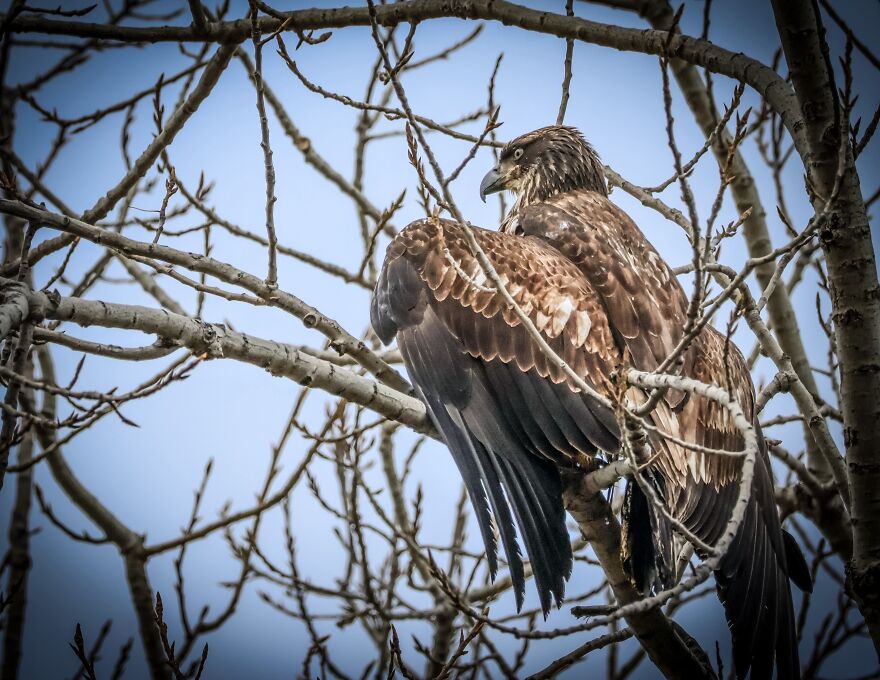 Drying Wings Drying Wings