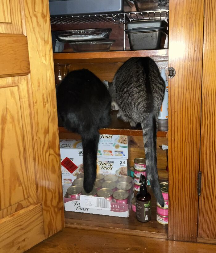 I Caught These Guys Yesterday, And Snapped A Few Pics Mostly To Show To My Husband, With The Admonition “This Is Why The Treats Belong In The Cupboard With The Lock!”