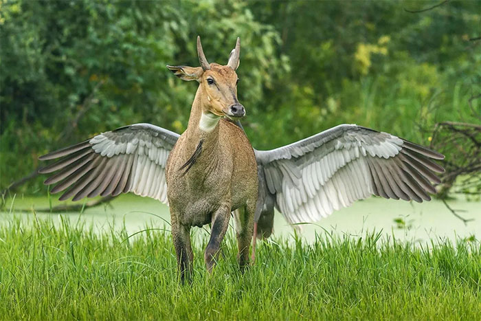 Pegasus, The Flying Cow (2022)