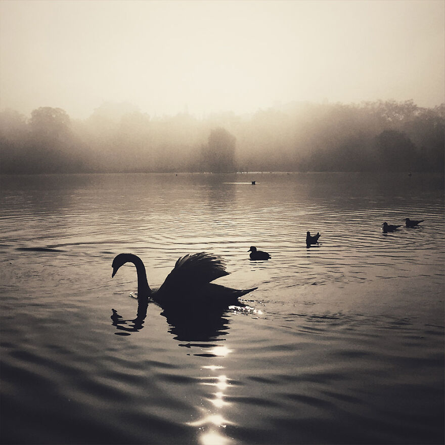 Swans In The Fog, Hyde Park, London By Cara Gallardo Weil