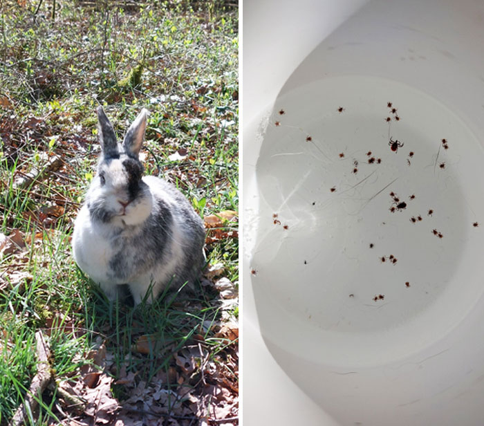 Quise enseñarle el bosque a mi conejo. Fue una mala idea