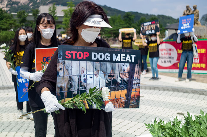 South Korea Bans Dog Meat Trade, Sparking Debate Between Older And Younger Generations South Korea Bans Dog Meat Trade, Sparking Debate Between Older And Younger Generations