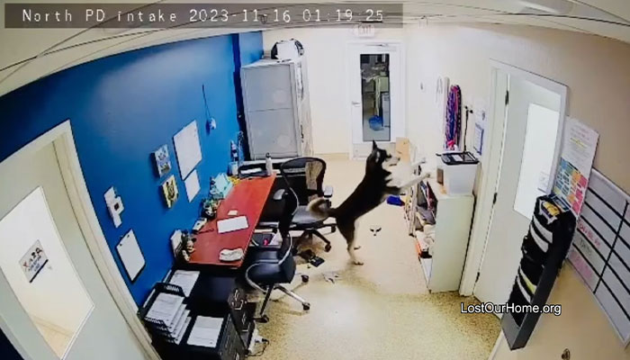 Police Makes “The Cutest Arrest Ever” After Dog Escapes Shelter And Tries To Free His Friends Police Makes “The Cutest Arrest Ever” After Dog Escapes Shelter And Tries To Free His Friends