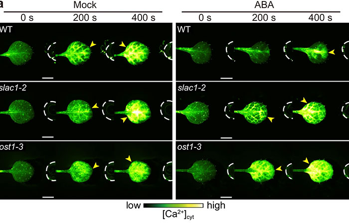 “Amazing” Video Of Plants Talking Has Social Media Reconsidering How They Thought About Life “Amazing” Video Of Plants Talking Has Social Media Reconsidering How They Thought About Life