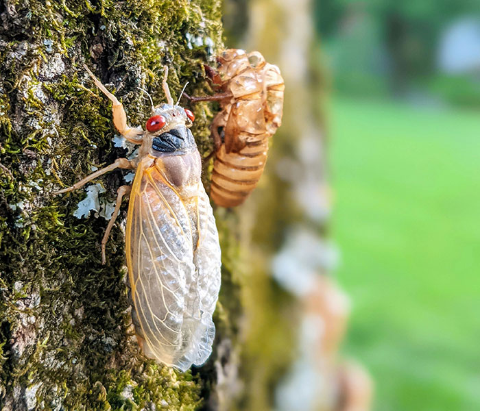 “It’s An Extremely Rare Event”: 2 Broods Of Cicada Will Emerge For The First Time In 221 Years