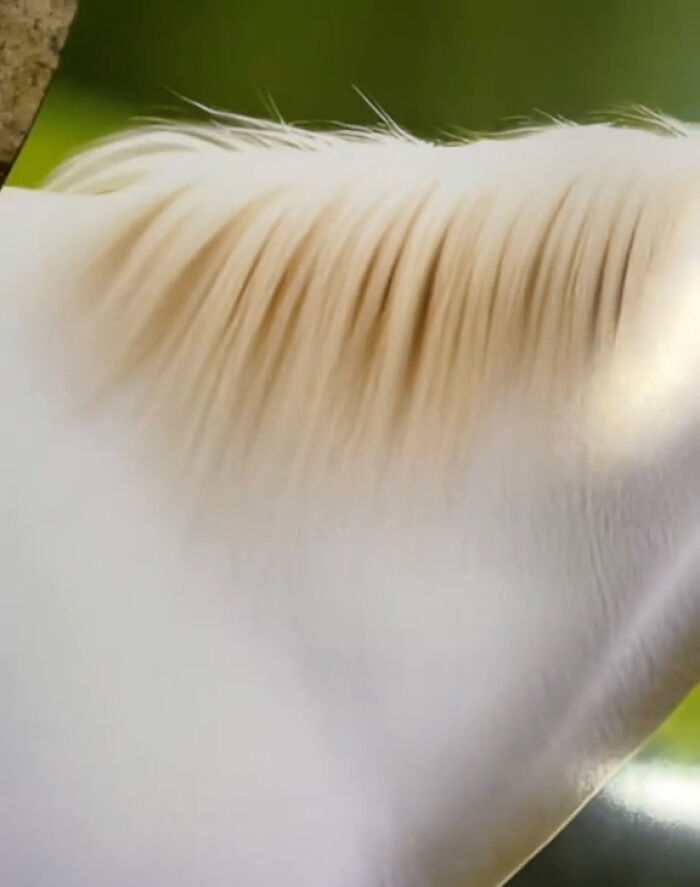 Woman Thinks She Bought A Simple Horse Calendar, Starts Noticing Odd Things Pop Up Woman Thinks She Bought A Simple Horse Calendar, Starts Noticing Odd Things Pop Up