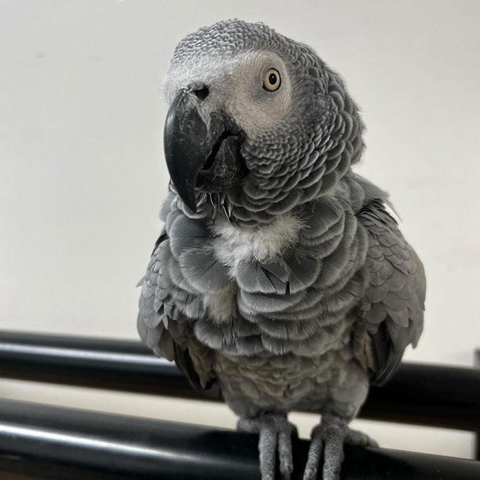 Rude Parrots That Can’t Stop Swearing Are In The Process Of Being Rehabilitated With New Flock Rude Parrots That Can’t Stop Swearing Are In The Process Of Being Rehabilitated With New Flock