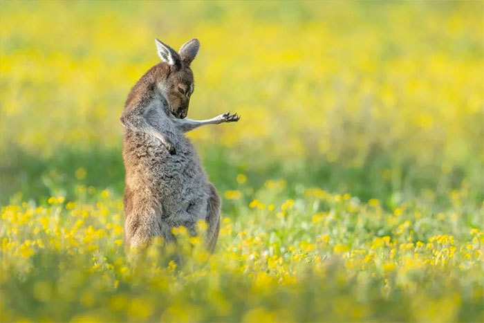 Winner 2023, Air Guitar Roo (2023)