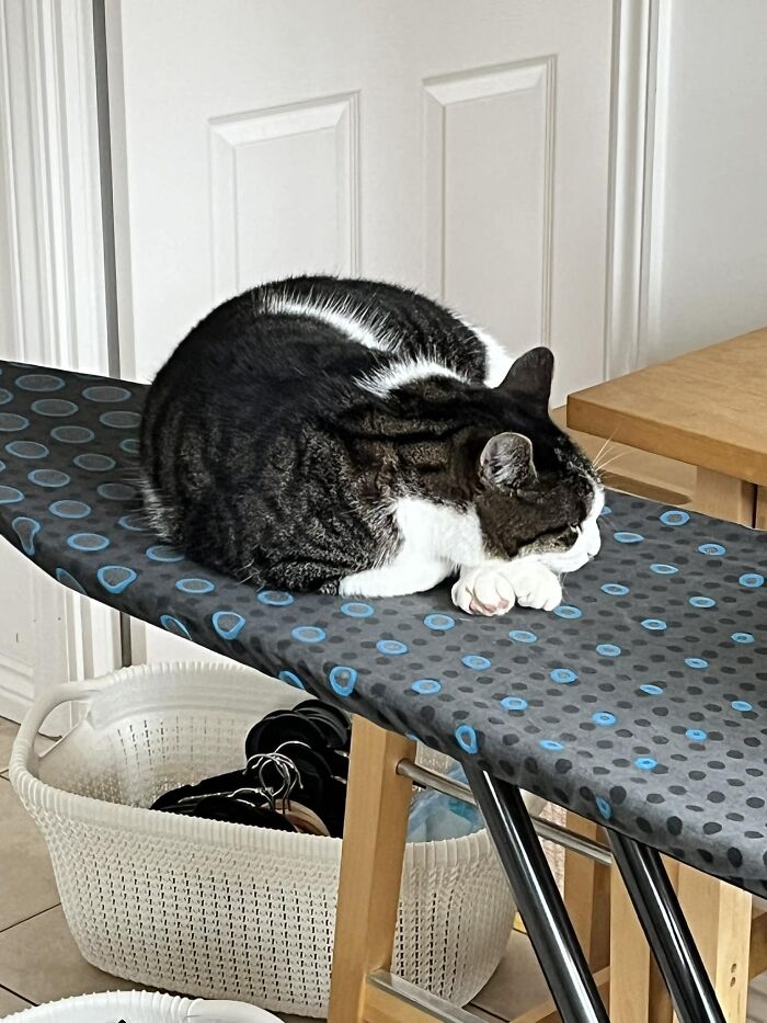 My Ironing Board… Not My Cat