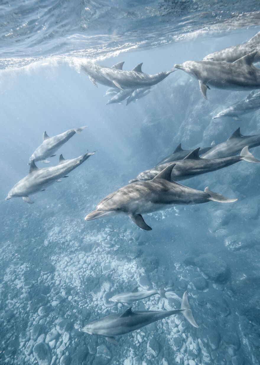 Bronze In Nature: "Eternal Dolphins" By Keisuke Inukai, Japan