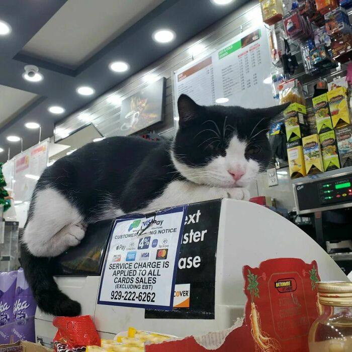 We Capture The Essence Of NYC Through Cute And Funny Photos Of Bodega Cats