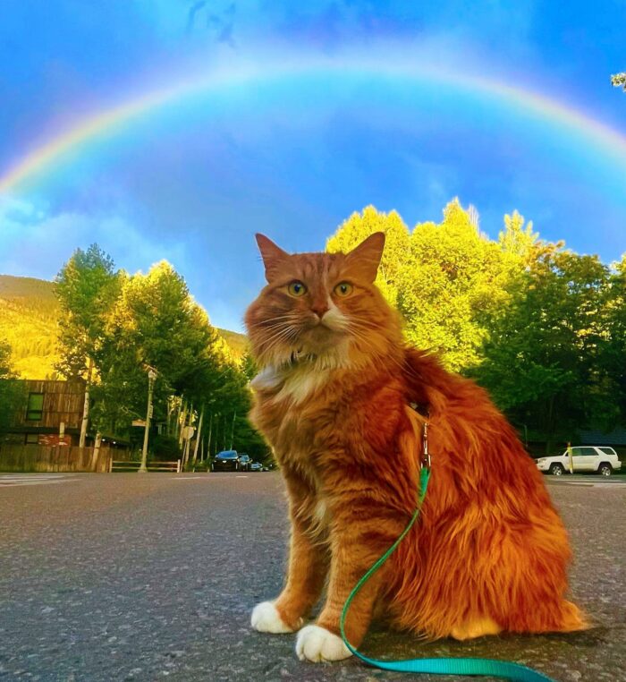 Ginger cat under a colorful rainbow 