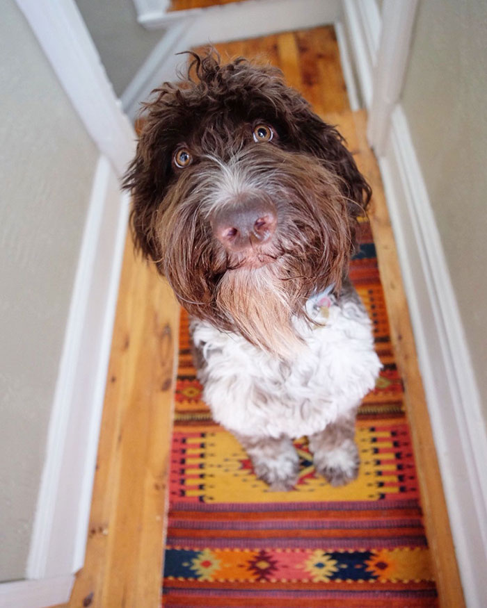 Cecil, A Goldendoodle From Pennsylvania, Devours $4,000 In Cash From His Owners’ Counter