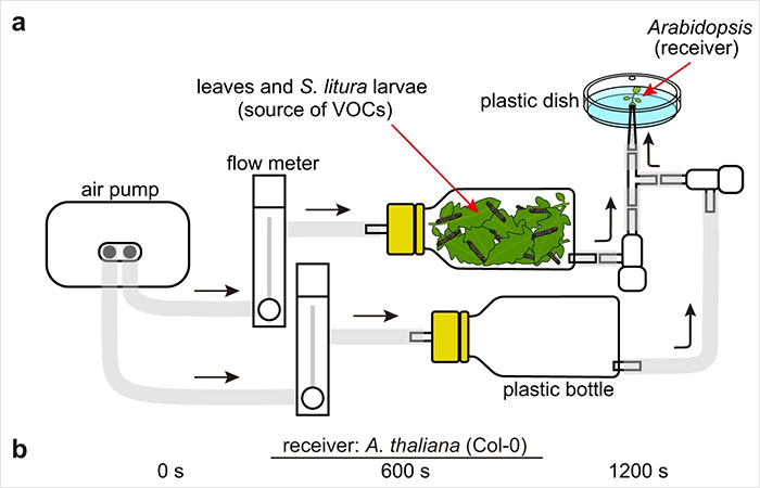 “Amazing” Video Of Plants Talking Has Social Media Reconsidering How They Thought About Life “Amazing” Video Of Plants Talking Has Social Media Reconsidering How They Thought About Life