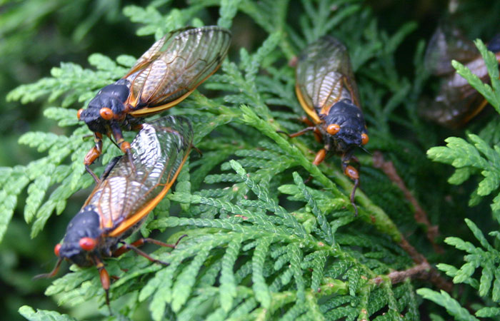 “Earplugs Will Be In Demand”: 2 Broods Of Cicada Will Emerge For The First Time In 221 Years