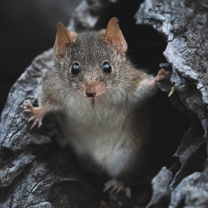 Small Male Marsupials Trade Sleep For Sex