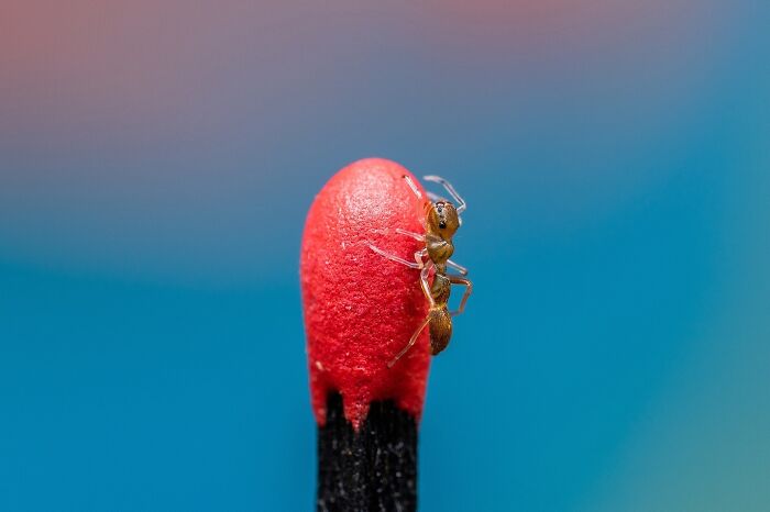 Non-Professional Nature / Macro, 3rd Place: Ant-Mimic Jumping Spider By Kevin Blackwell
