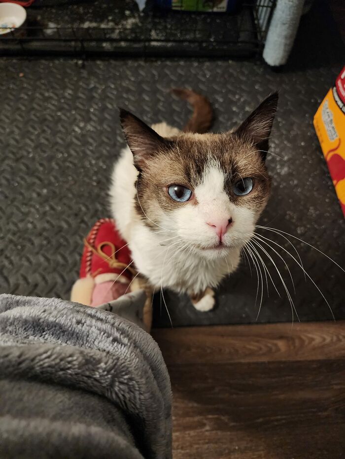 This Gorgeous Boy Had Been Coming To My House For Breakfast For Years