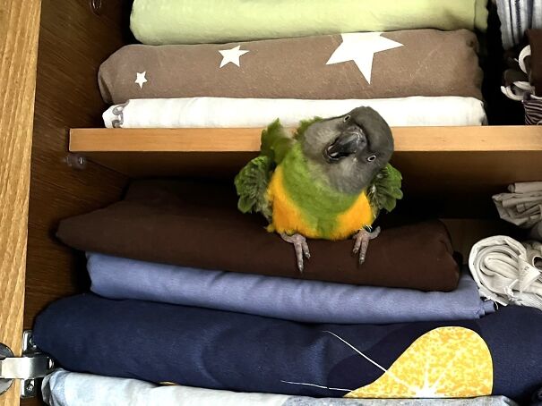 Puffed Up And Growling At Me - Mango The Senegal Parrot Is Protecting "His" Bed Sheets :)))