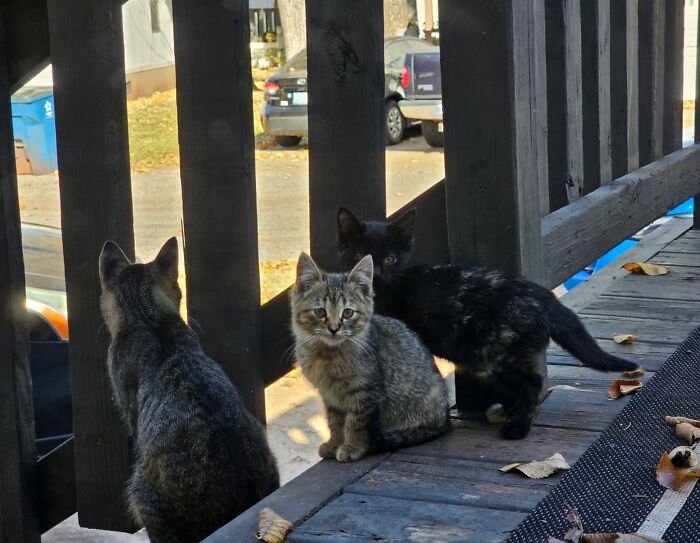 Mama Cat Still Bringing Kittens Because She Knows They Will Get A Good Meal