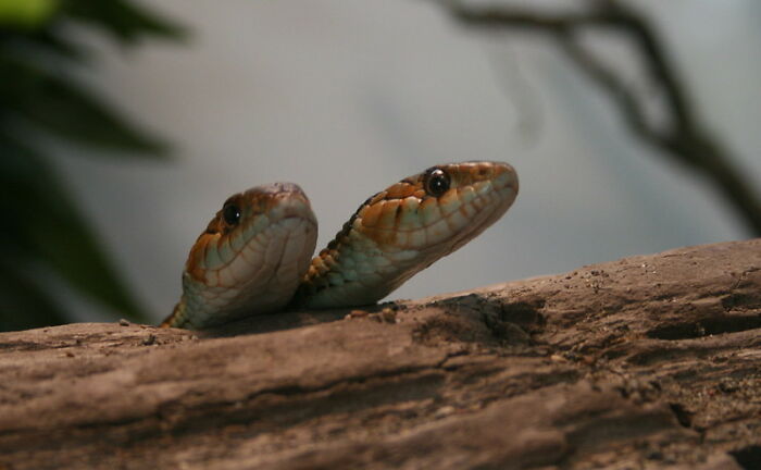 Two snakes on a tree branch 