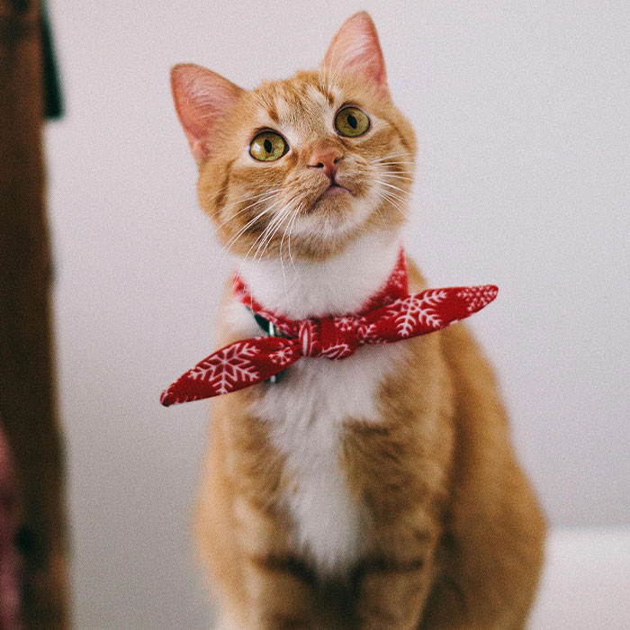 Siblings Wiped From Mom’s Will After Failing To Visit Her, Pets To Inherit $2.8 Million Fortune Siblings Wiped From Mom’s Will After Failing To Visit Her, Pets To Inherit $2.8 Million Fortune