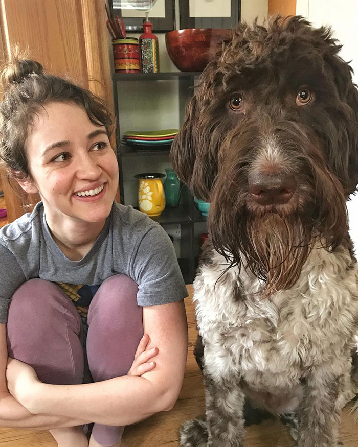 Cecil, A Goldendoodle From Pennsylvania, Devours $4,000 In Cash From His Owners’ Counter