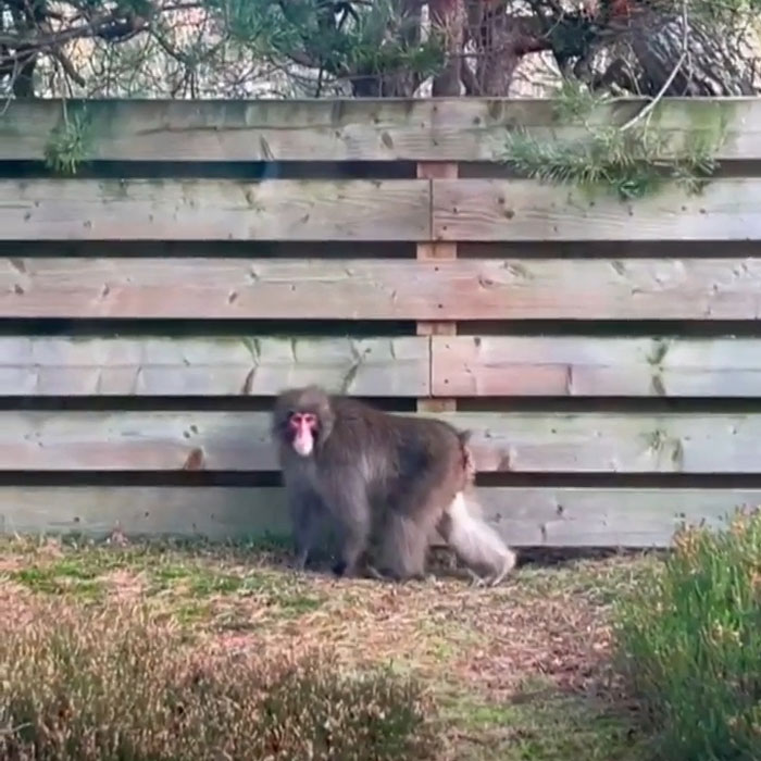 Monkey On The Run In Scotland