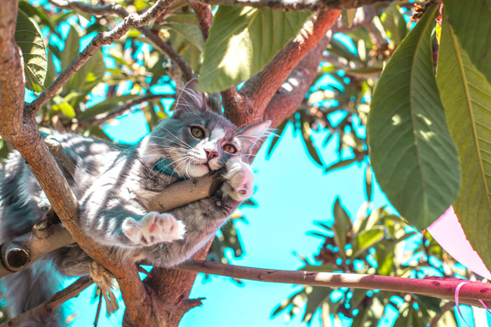 cat sitting on the tree
