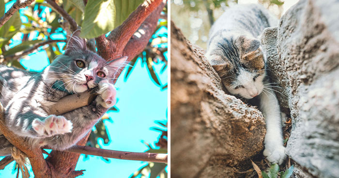 5 Ways to Safely Get Your Cat Out of a Tree Without Stressing