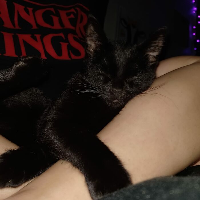 This Little Man Ran Into My Apartment When I Went To Go Outside. He Arrived On The 21st Of October. His Name Is Octavius But I Call Him 21 Savage