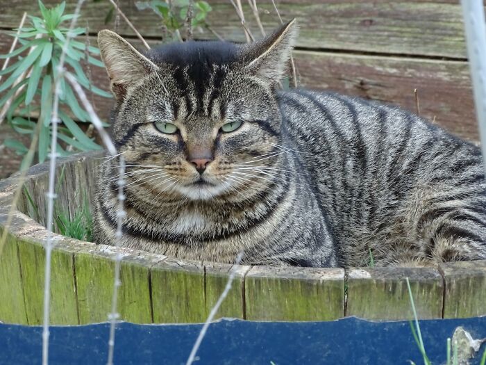 My Garden, Not My Cat. I Don’t Know Who He Is, Where He Comes From, What His Name Is, But He Keeps Coming Round And Eating My Own Cat’s Food