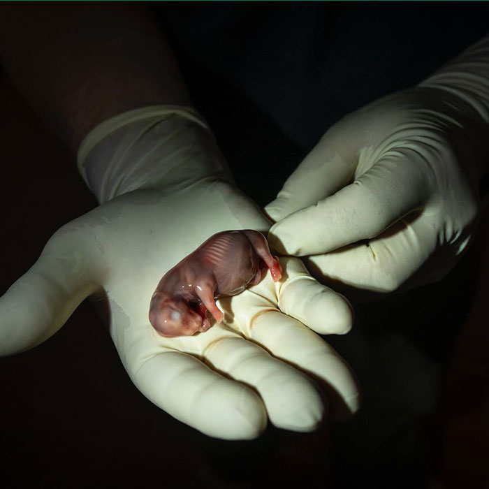 World’s First Rhino Ivf Pregnancy Offers Hope For Nearly-Extinct Species 