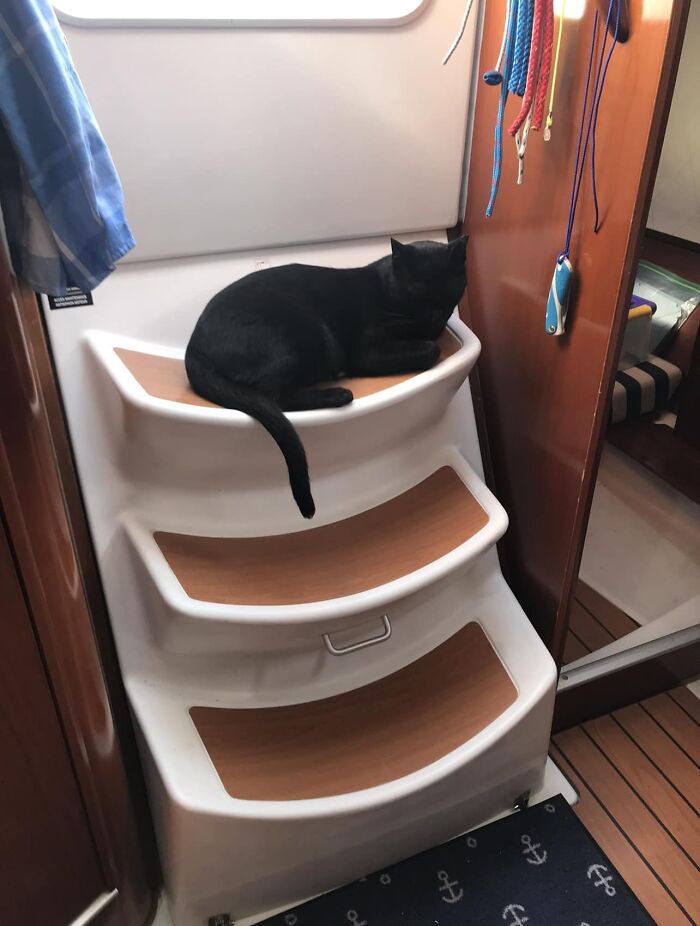 My Sailboat, Not My Cat