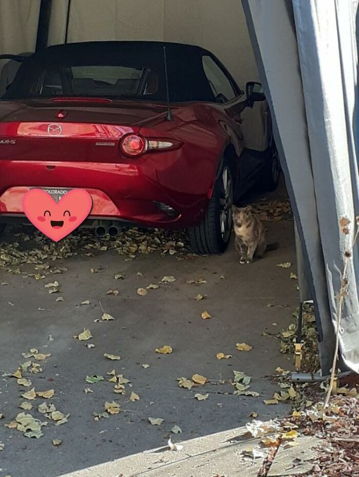Found A Couple Small Scratches On My Car The Other Day. Almost Got Mad, But Then I Saw This A Couple Days Later. My Carport, Not My Cat