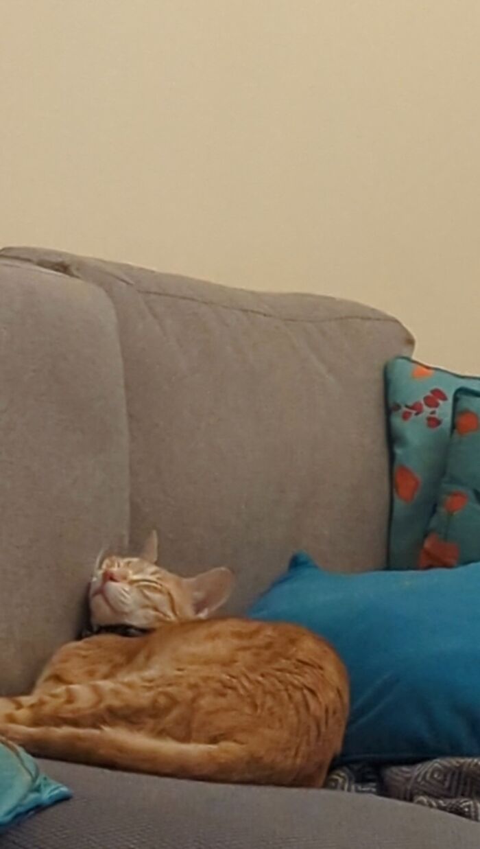 My Cat's ''most Comfy'' Way To Sleep