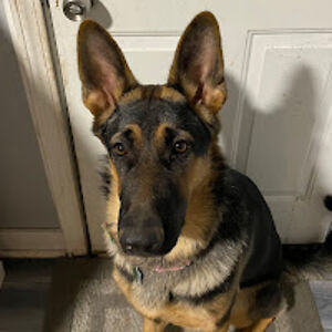 izzywolflover avatar