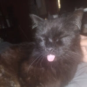 candicegonzales avatar