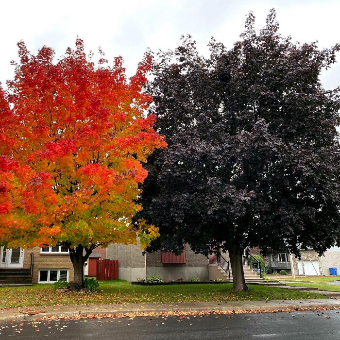 Colorful Japanese maple trees in front yard