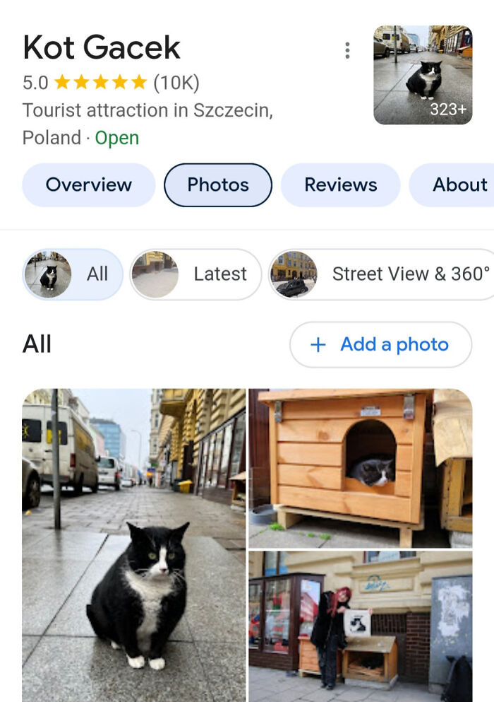 Top Tourist Attraction In A Polish City Is A Cat