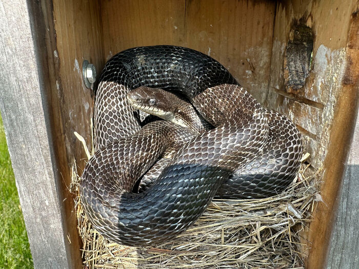 Opened The Door To My Bluebird Nesting Box To Check On The Growth Of The Baby Birds And Found This Snake Inside. All The Birds Were Eaten