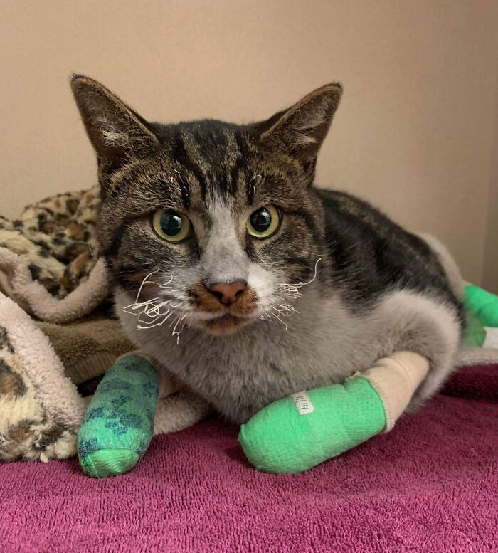 Cat Rescued From The Camp Fire In California