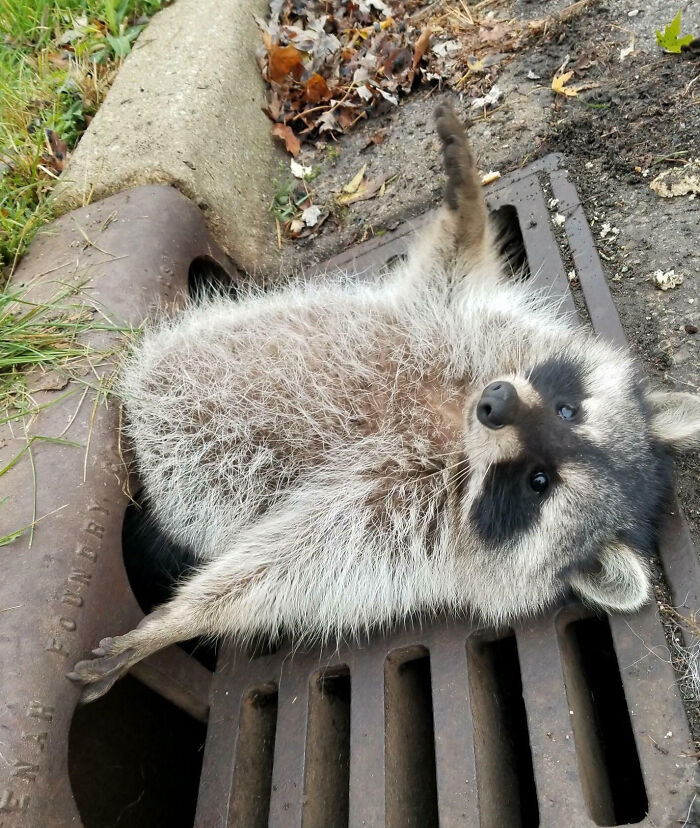 My Friend Helped Rescue A Raccoon That Was Stuck In A Drain