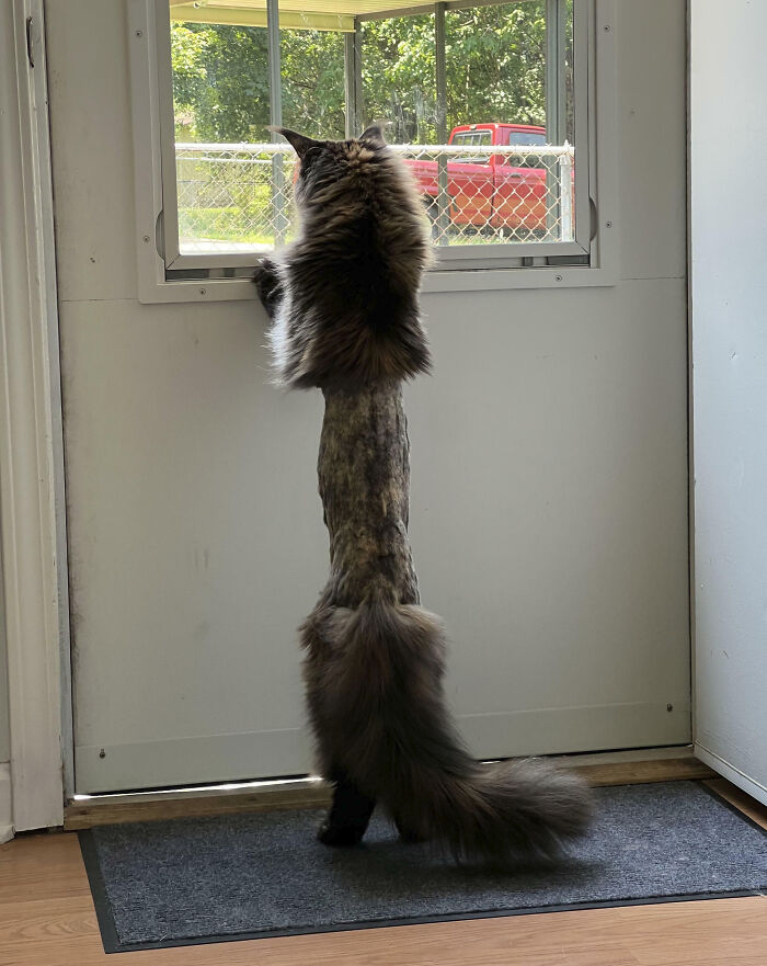 My Friend's Cat Got Shaved At The Vet And Now She Looks Like A Game Of Exquisite Corpse